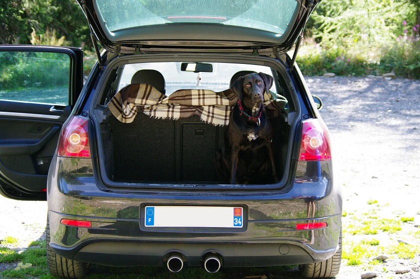 *** spécial *** photos de nos animaux *** - Page 4 IMGP6284_mini